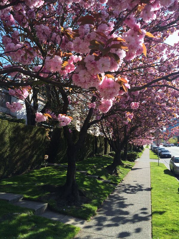 「桜の街バンクーバー」Cherry Blossom Festival が始まります！
